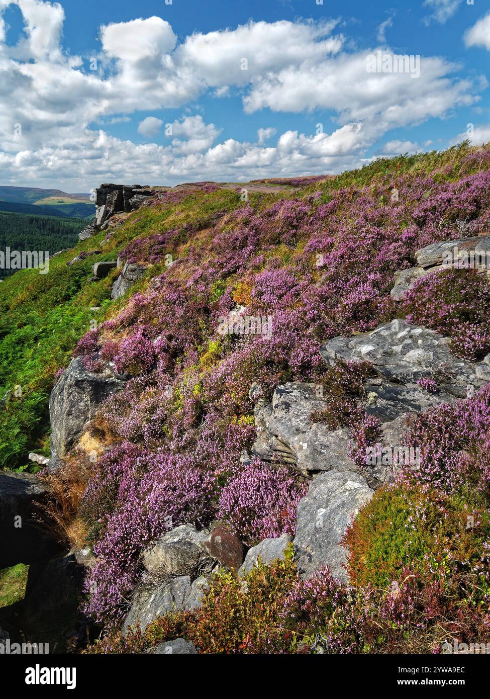 Großbritannien, Derbyshire, Peak District, Bamford Edge, Great Tor mit Blick auf Win Hill. Stockfoto