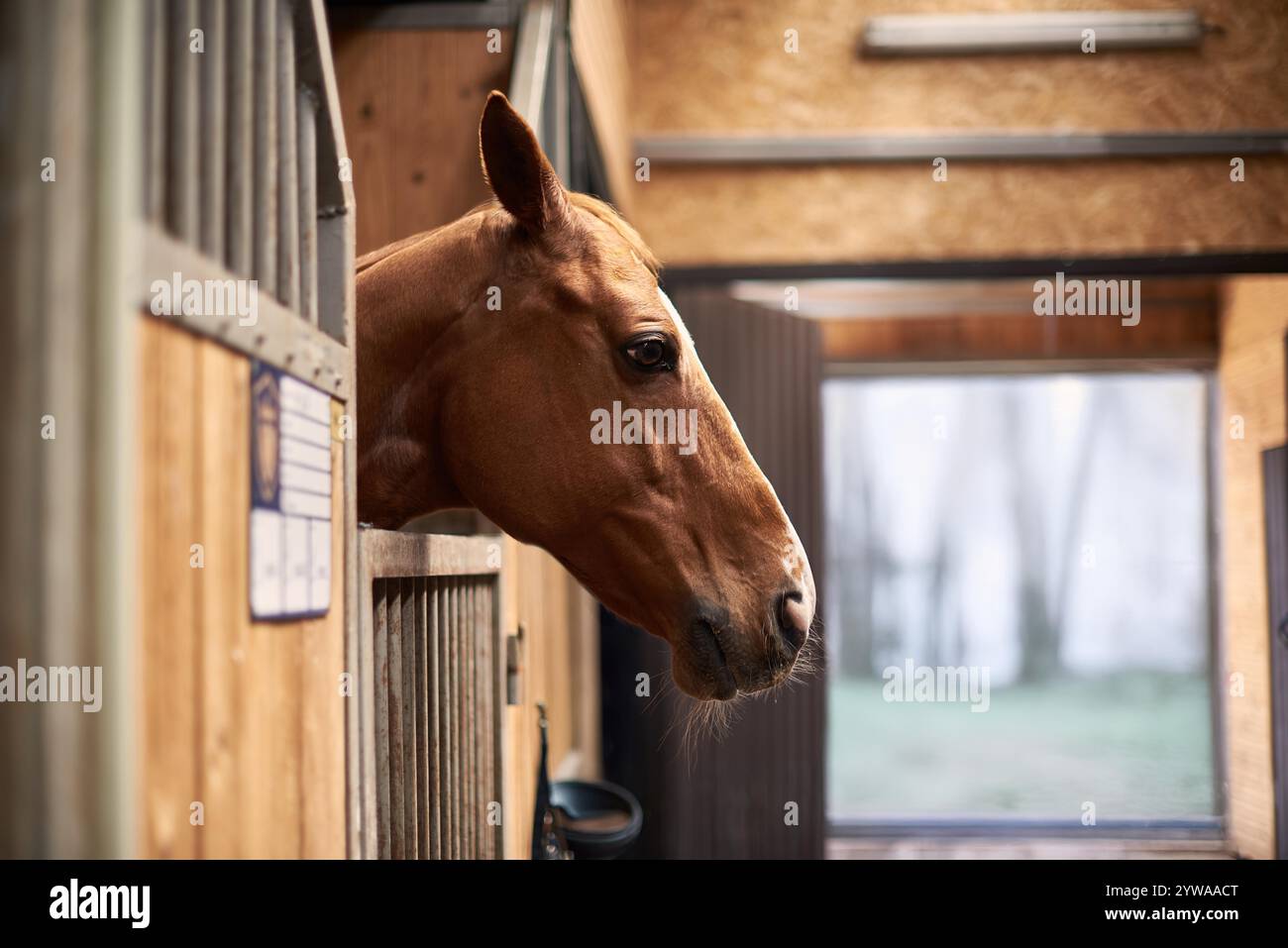 Ein schönes Kastanienpferd blickt aus einem Holzstall hervor. Das warme Licht hebt sein Gesicht und die gemütliche Scheune hervor und ist somit ideal für Motive von Stockfoto