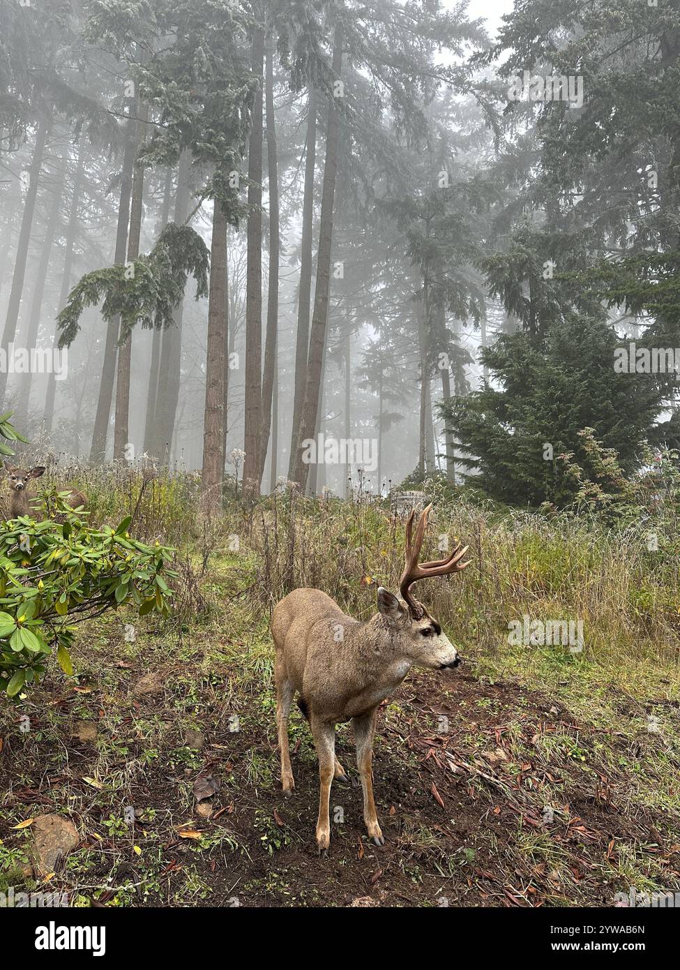 Ein großer Bock mit Geweihen, der an einem nebeligen Tag am Rande eines Waldes steht. - Smartphone-aufgenommenes Stockfoto