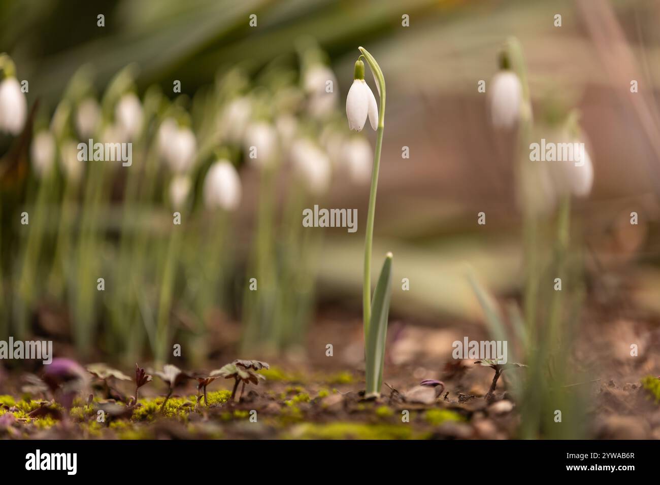 Eine Gruppe von Schneeglöckchen (Galanthus) in einem frühen Stadium mit verschwommenem Vorder- und Hintergrund Stockfoto