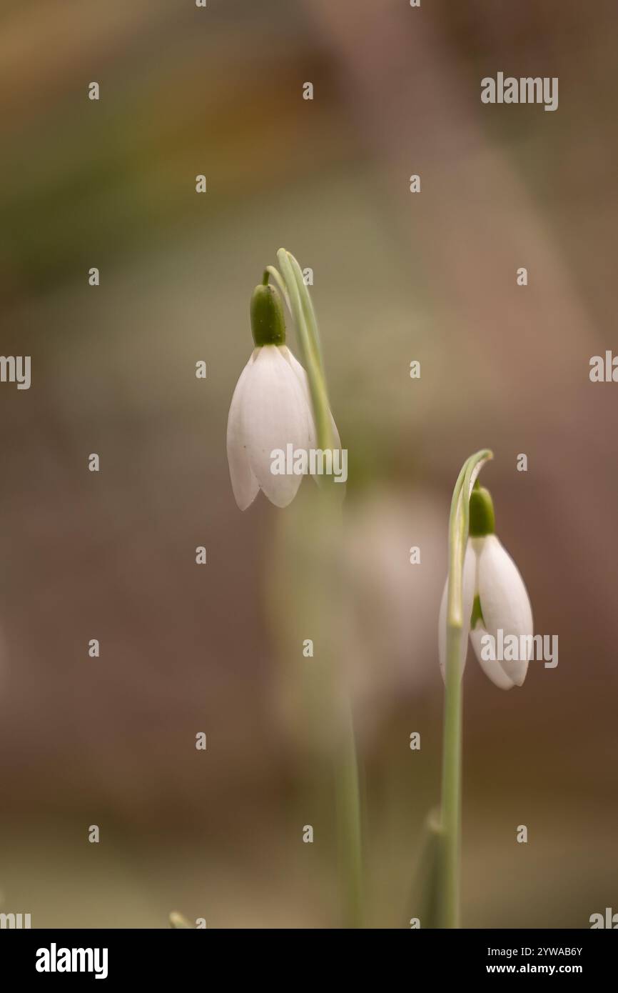 Zwei Schneeglöckchen (Galanthus) in einem frühen Stadium mit verschwommenem Vorder- und Hintergrund Stockfoto