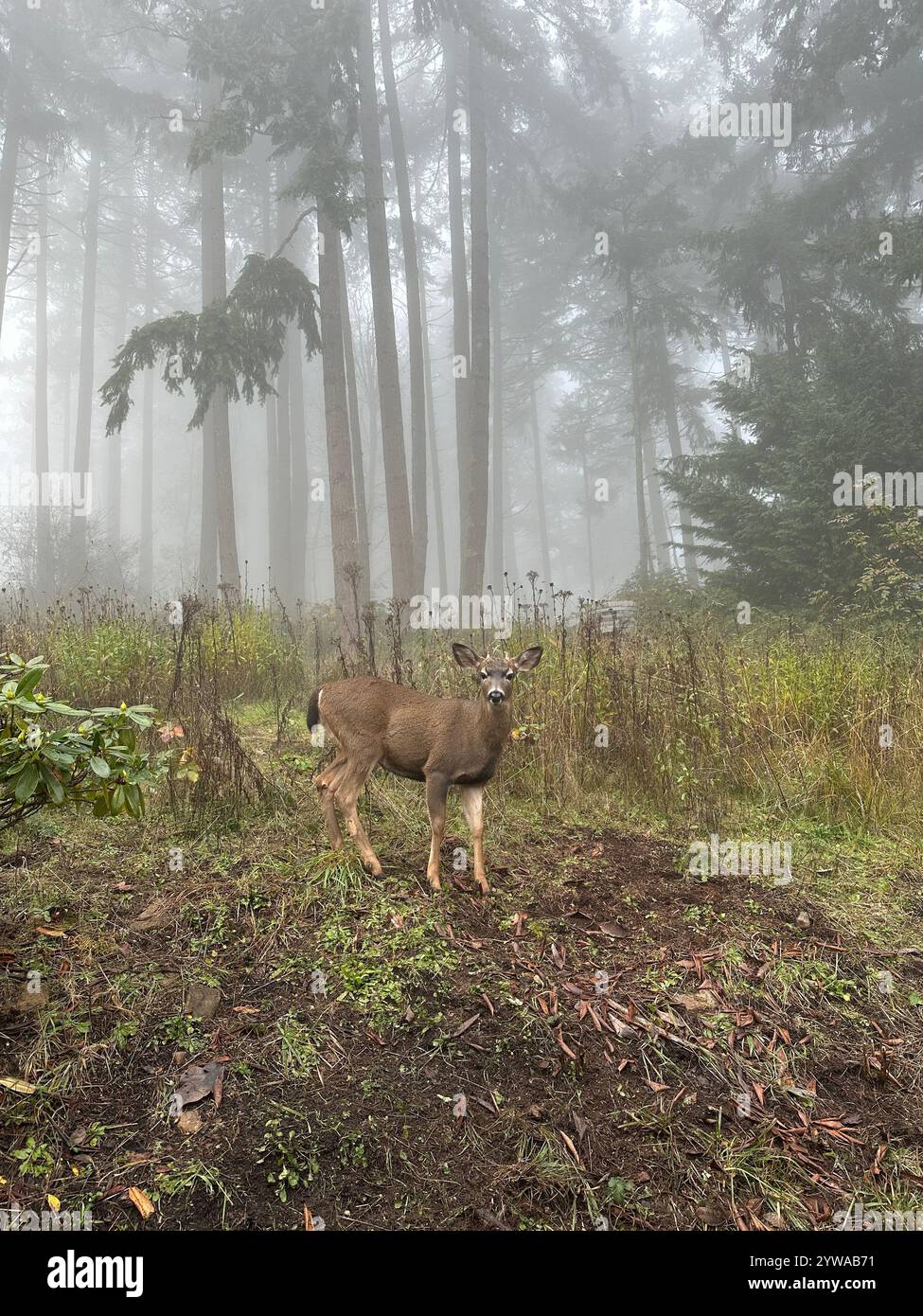 Ein junger Bock, der an einem nebeligen Tag am Rande eines Waldes steht. - Smartphone-aufgenommenes Stockfoto