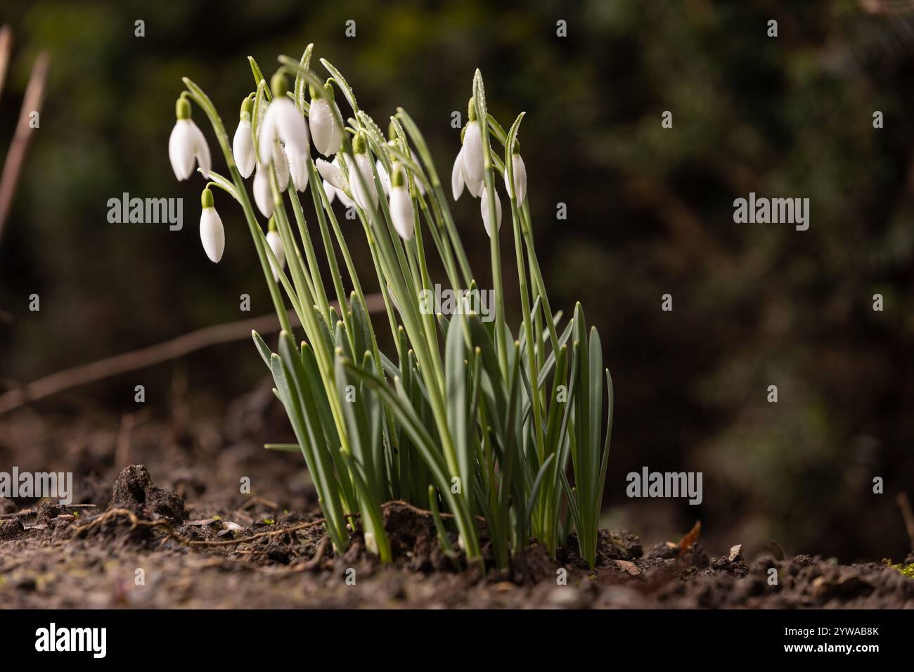 Eine Gruppe von Schneeglöckchen (Galanthus) in einem frühen Stadium mit verschwommenem Hintergrund Stockfoto