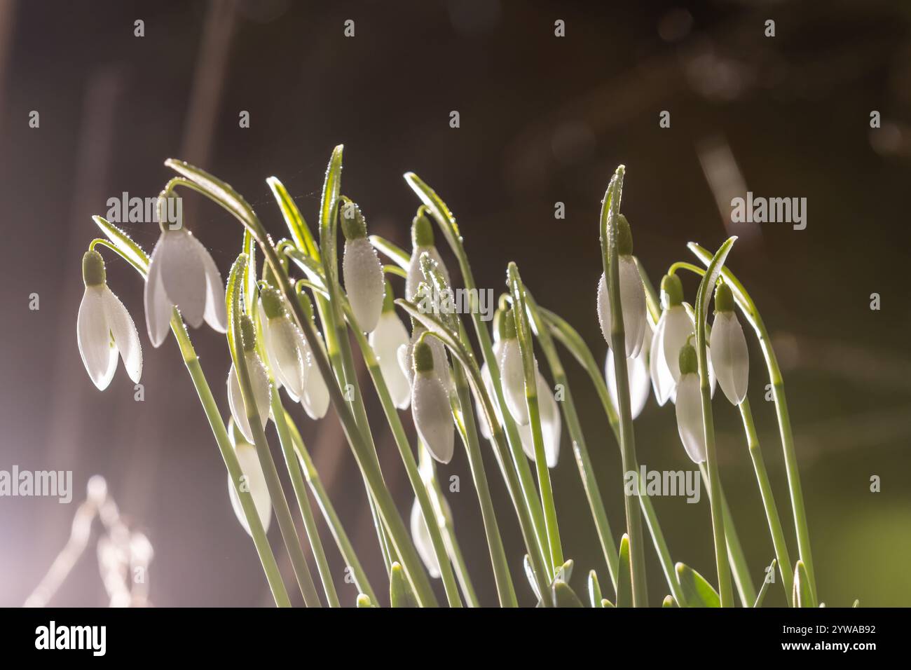 Eine Gruppe von Schneeglöckchen (Galanthus) in einem frühen Stadium mit verschwommenem Hintergrund Stockfoto
