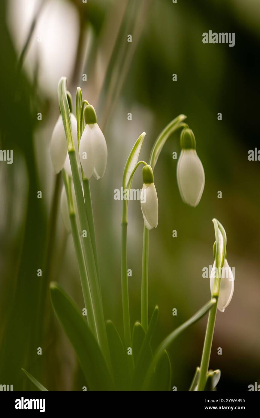 Eine Gruppe von Schneeglöckchen (Galanthus) in einem frühen Stadium mit verschwommenem Vorder- und Hintergrund Stockfoto