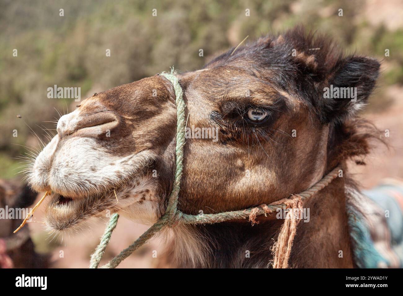 Porträt eines Dromedars Stockfoto