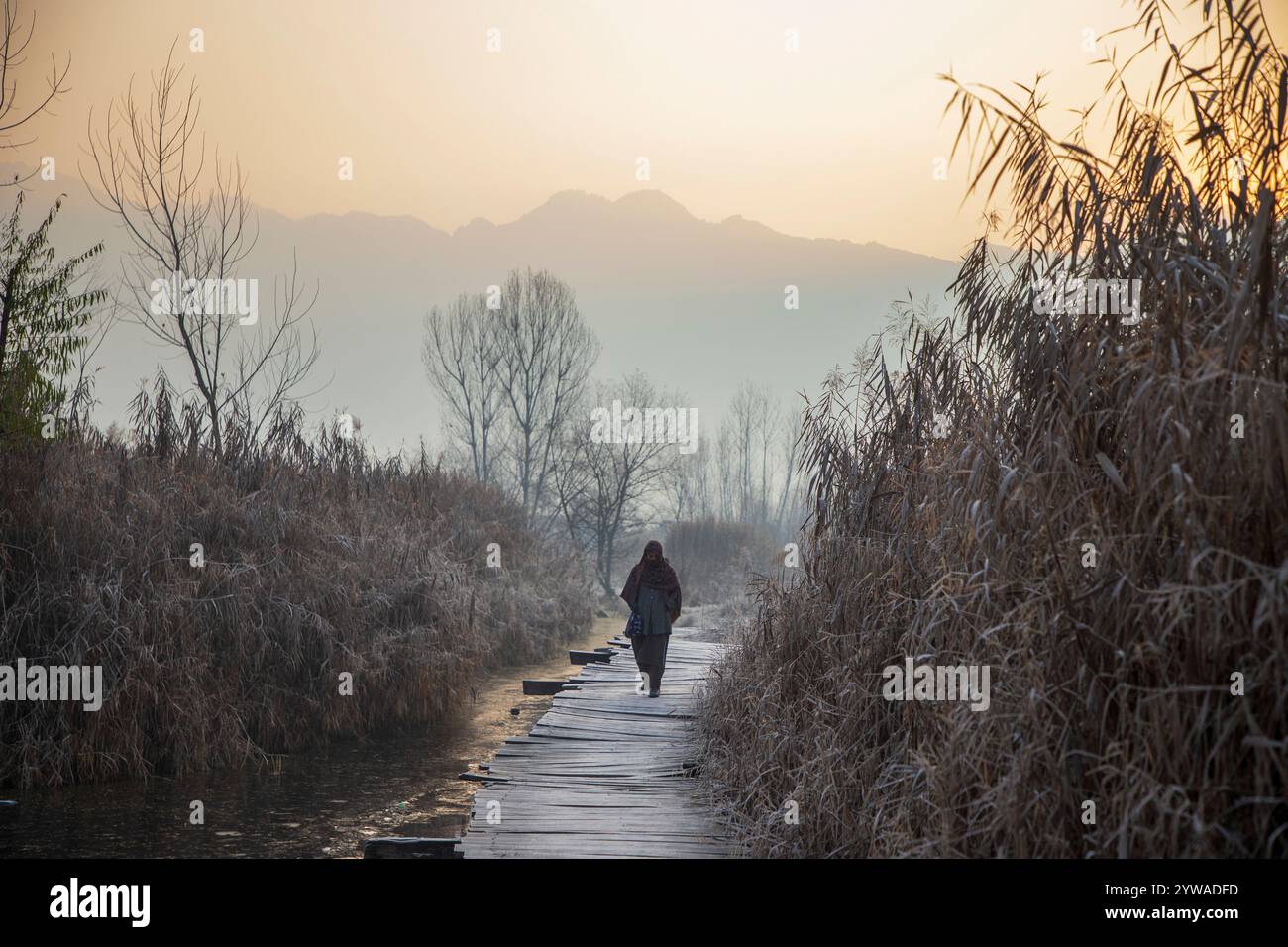 Srinagar, Jammu Und Kaschmir, Indien. Dezember 2024. Eine Kaschmiri-Frau spaziert an einem kalten Wintermorgen in Srinagar auf einer frostbedeckten Holzbrücke im Inneren des weltberühmten Dal-Sees. Im Kaschmir-Tal herrschte intensive Kälte, da die Mindesttemperatur mehrere Grad unter den Gefrierpunkt fiel. Die Hauptstadt der Region Srinagar verzeichnet die kälteste Nacht der Saison bei minus 5,4 Grad Celsius (41,72 Grad Fahrenheit), berichteten Wetterbeamte in der Himalaya-Region. (Credit Image: © Faisal Bashir/SOPA Images via ZUMA Press Wire) NUR REDAKTIONELLE VERWENDUNG! Nicht für kommerzielle USA Stockfoto