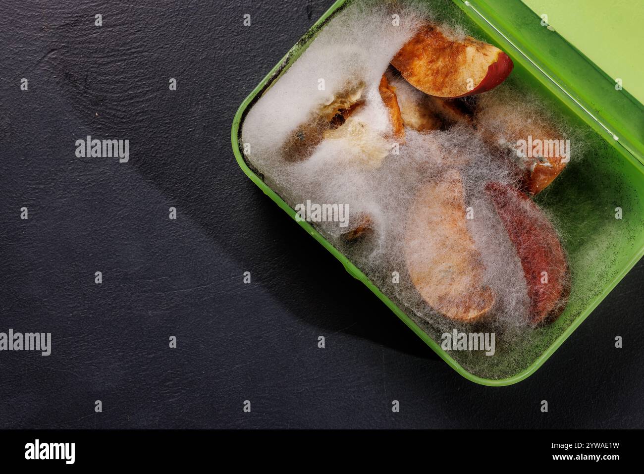 Grüne Lunchbox mit schimmeligen Apfelscheiben, die weiße flauschige Schimmel auf den Früchten zeigen. Schimmel- und abgelaufenes Lebensmittelkonzept. Stockfoto
