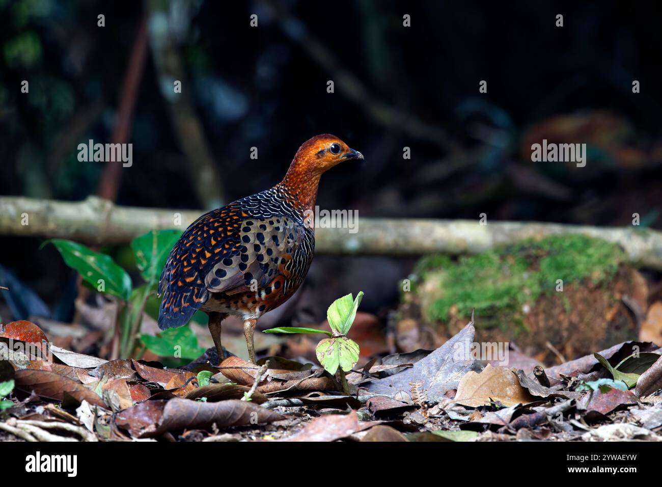 Ferruginaler Rebhühner (Caloperdix oculeus) in natürlichem Lebensraum auf dem Hügel von Pahang, Malaysia. Im Allgemeinen ernährt sich diese Art in einer Gruppe. Stockfoto