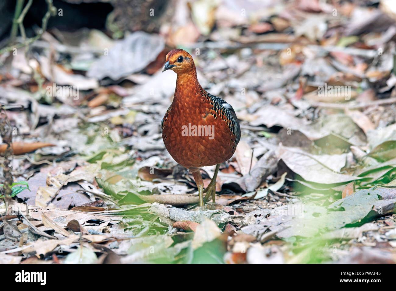 Ferruginaler Rebhühner (Caloperdix oculeus) in natürlichem Lebensraum auf dem Hügel von Pahang, Malaysia. Im Allgemeinen ernährt sich diese Art in einer Gruppe. Stockfoto