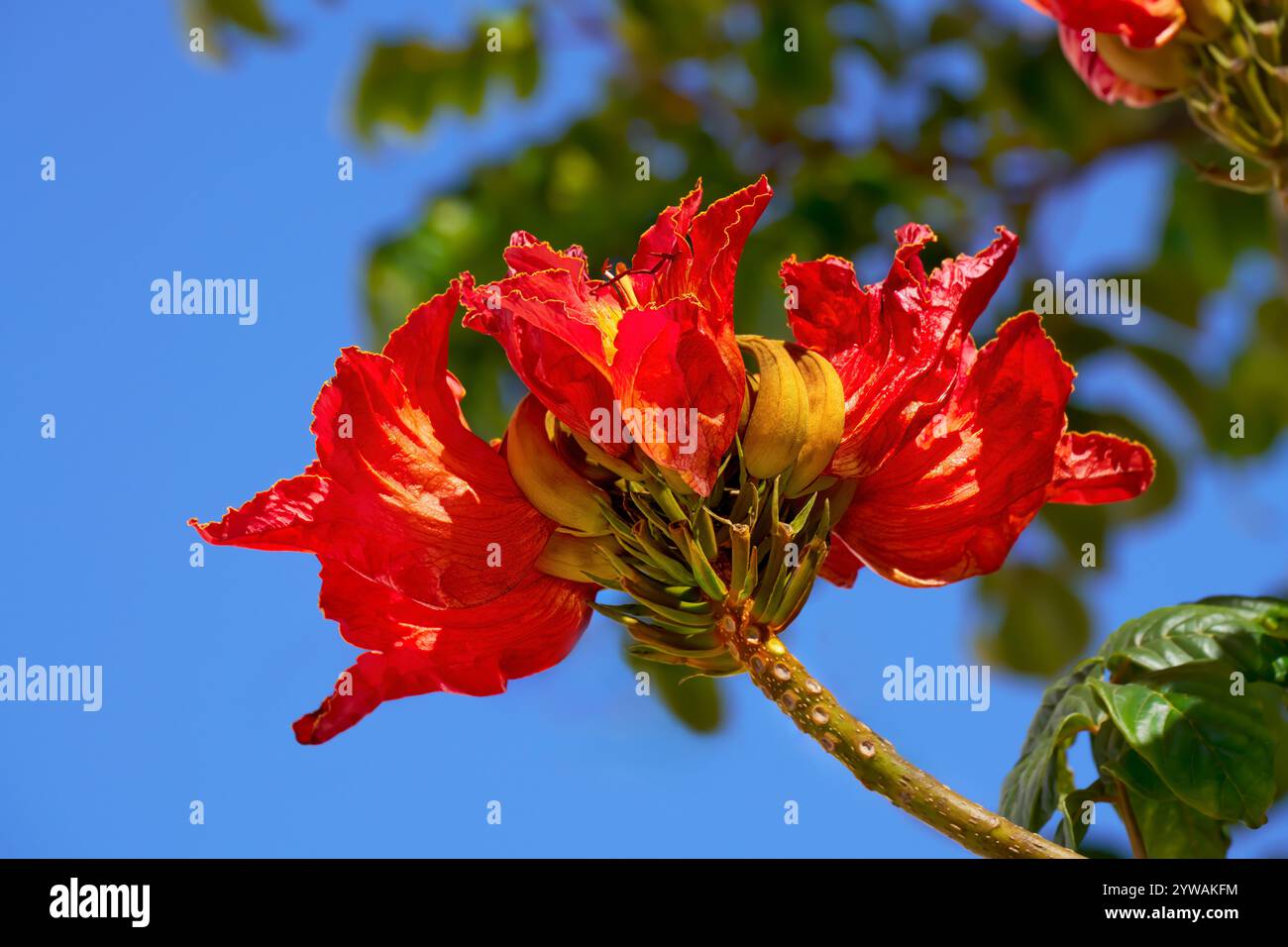 Blumen des afrikanischen Tulpenbaums (Spathodea campanulata) in Nahaufnahme auf einem Baum Stockfoto