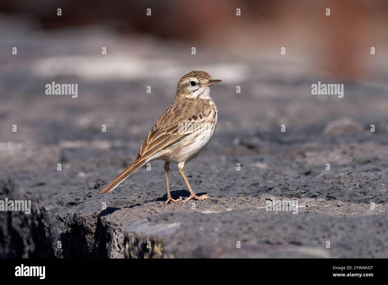 Berthelots Pipit (Anthus berthelotii) steht auf einer grauen vulkanischen Steinmauer Stockfoto