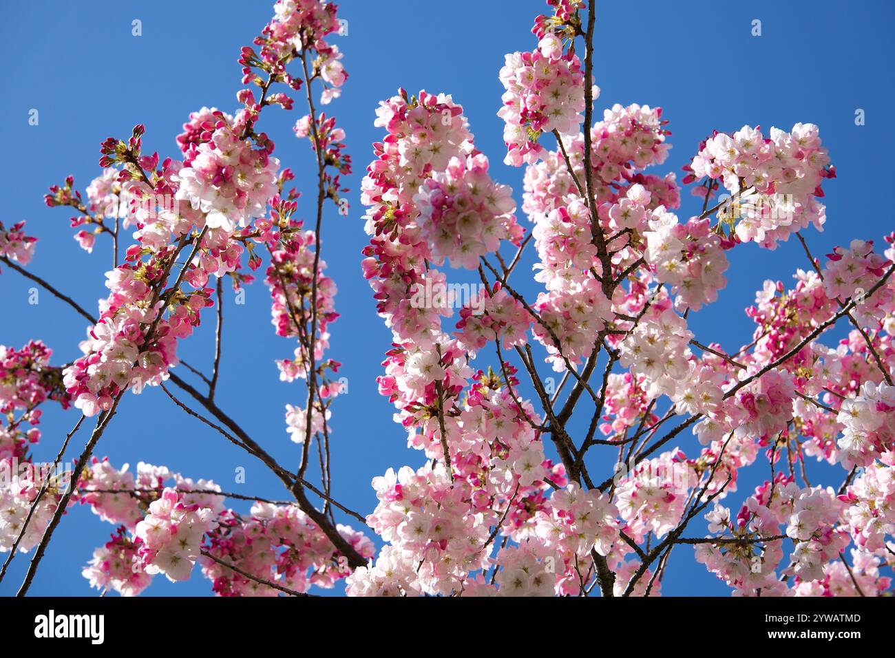 Tamanawa-Kirschblüte in voller Blüte und schwingt in der sanften Brise Stockfoto