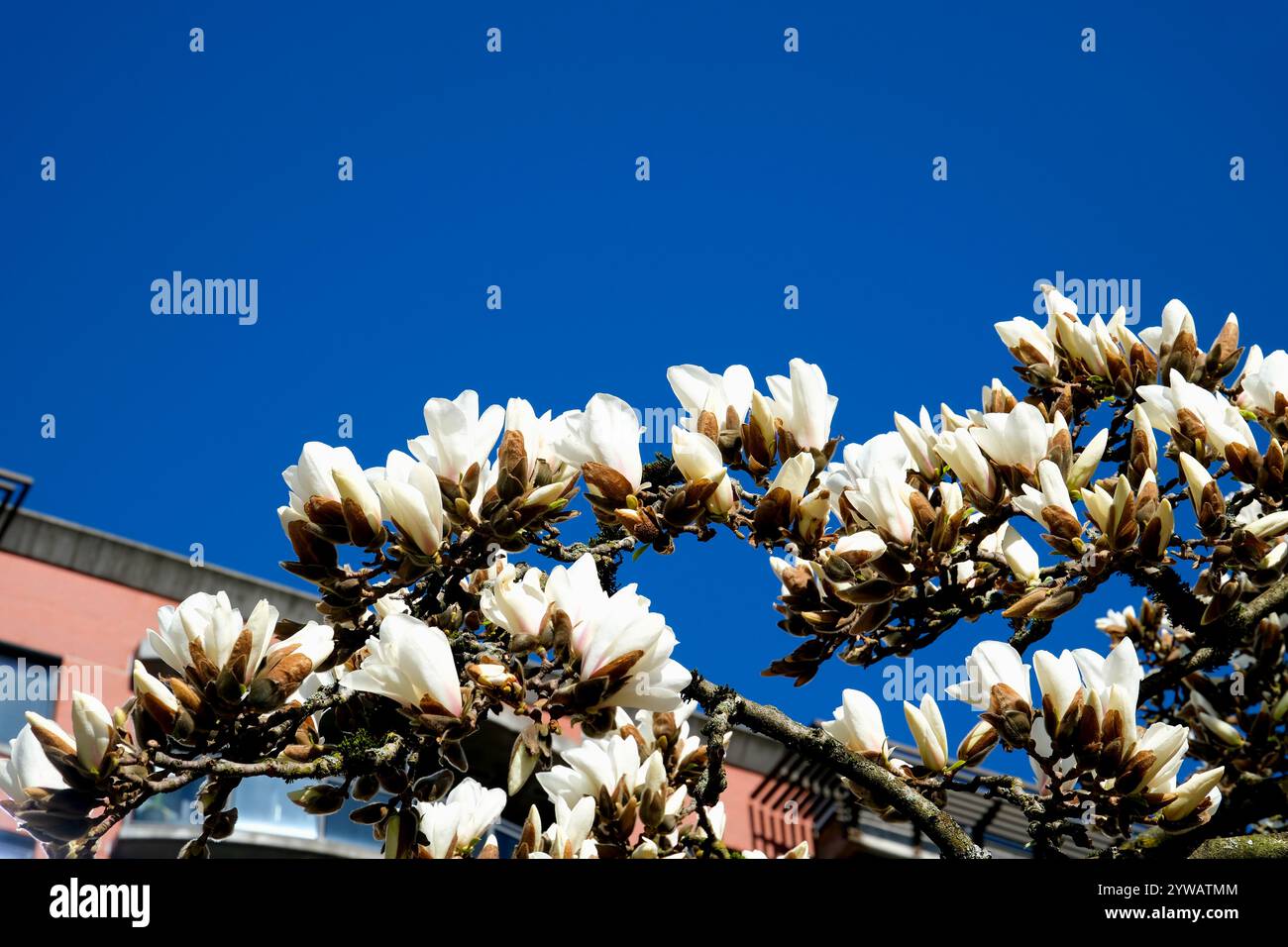 Magnolienbaum in Blüte. Die leichte Brise bewegt wunderschöne rosafarbene Magnolienblüten im Frühling. Magnolie ist ein Laubbaum mit großen frühen Blüten, die von weiß über rosa bis violett reichen Stockfoto