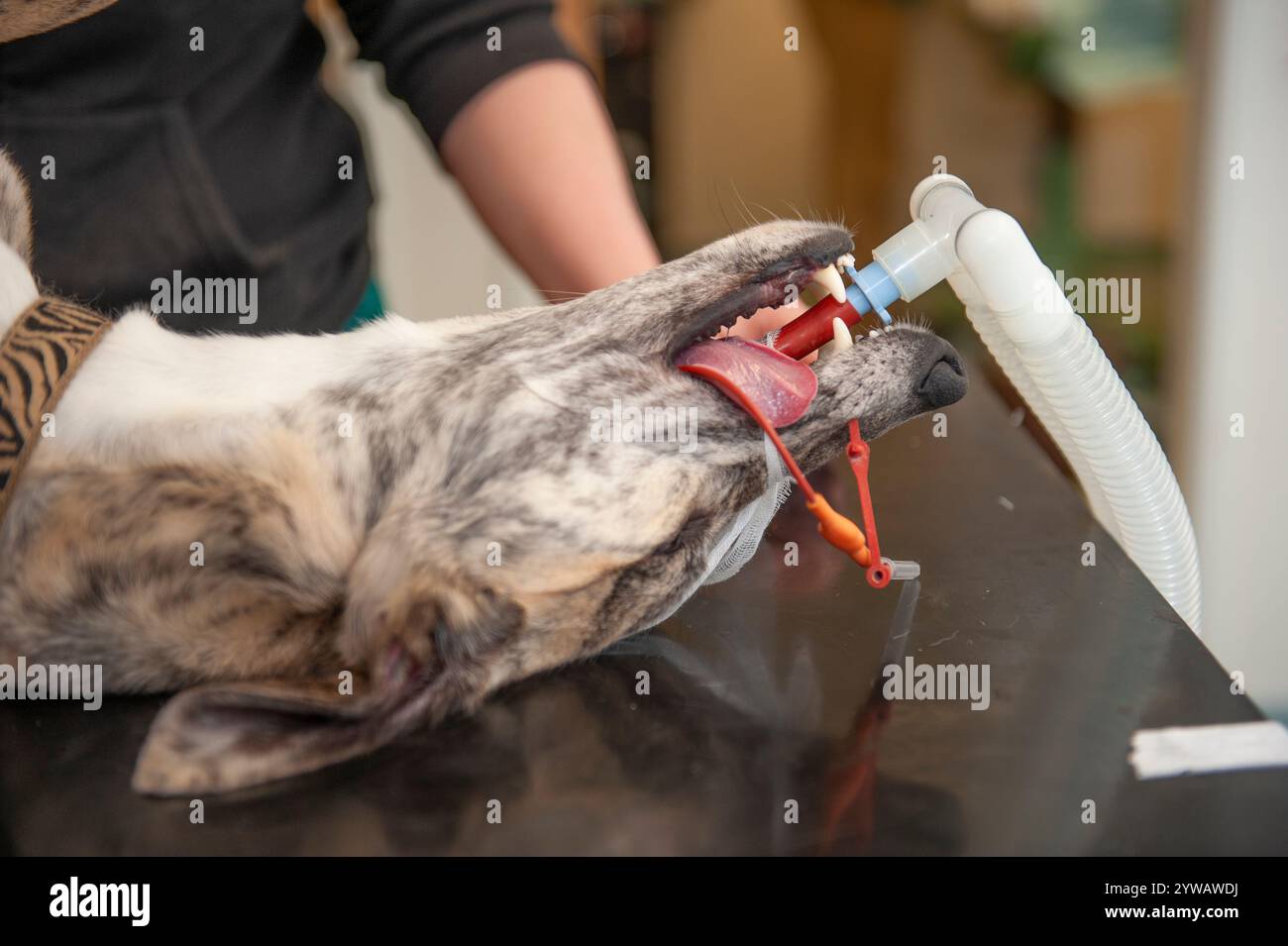 whippet-Hund in Narkose operiert Stockfoto