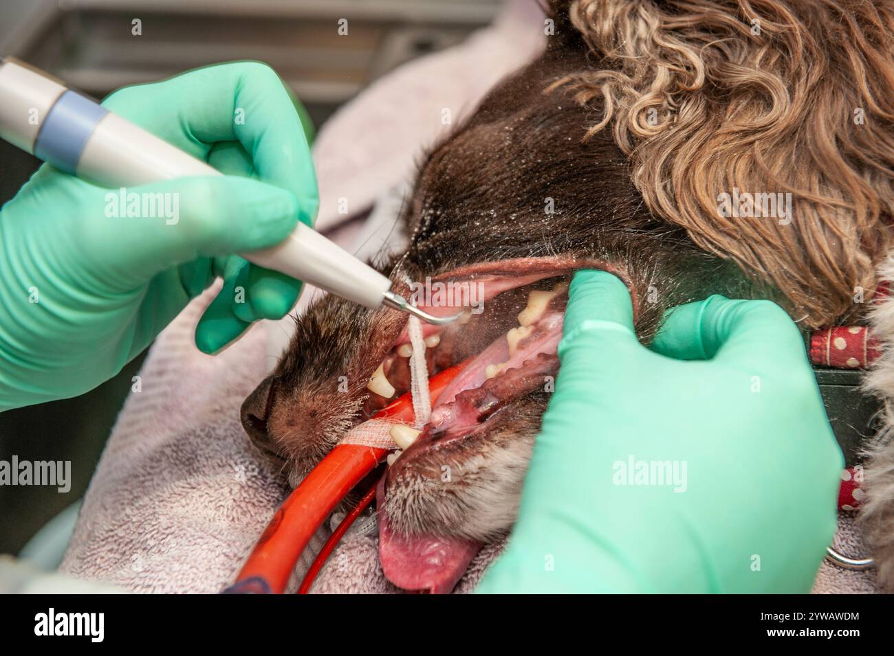 Tierärztlicher Chirurg, der einen Hundezähne unter Narkose schuppt Stockfoto