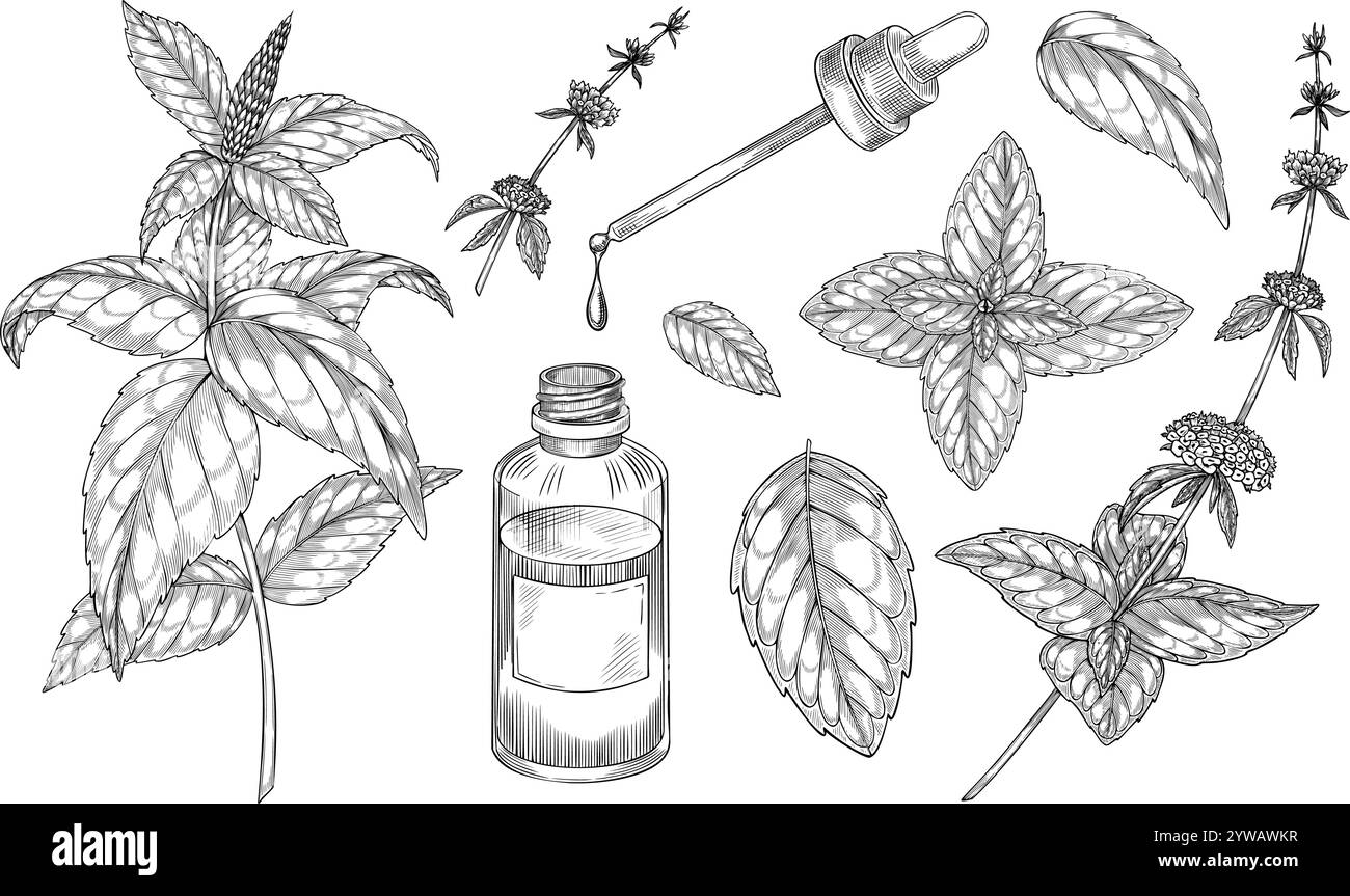 MINT-Vektor-Illustration. Umrisszeichnung von medizinischem Kraut mit Vintage-Glasflasche mit Tropfer bemalt von schwarzen Tinten in linearer Form. Ätzen von Küchenpflanzen für Aromatherapie oder Kochen. Stock Vektor