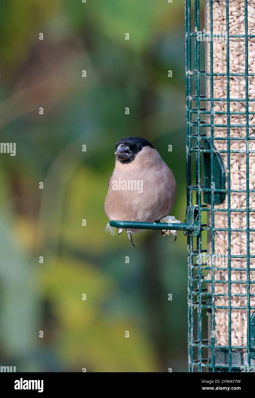 Bullfinch Pyrrhula x2, am Feeder Stockfoto