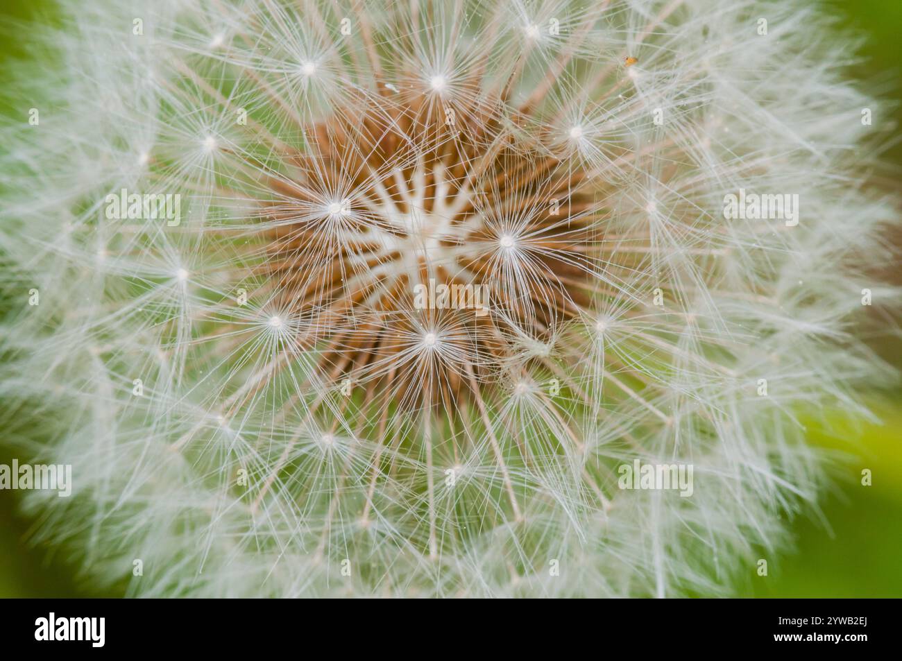 Löwenzahn Obst, bereit für Wind, die Fallschirm-winged Samen zu verbreiten Stockfoto