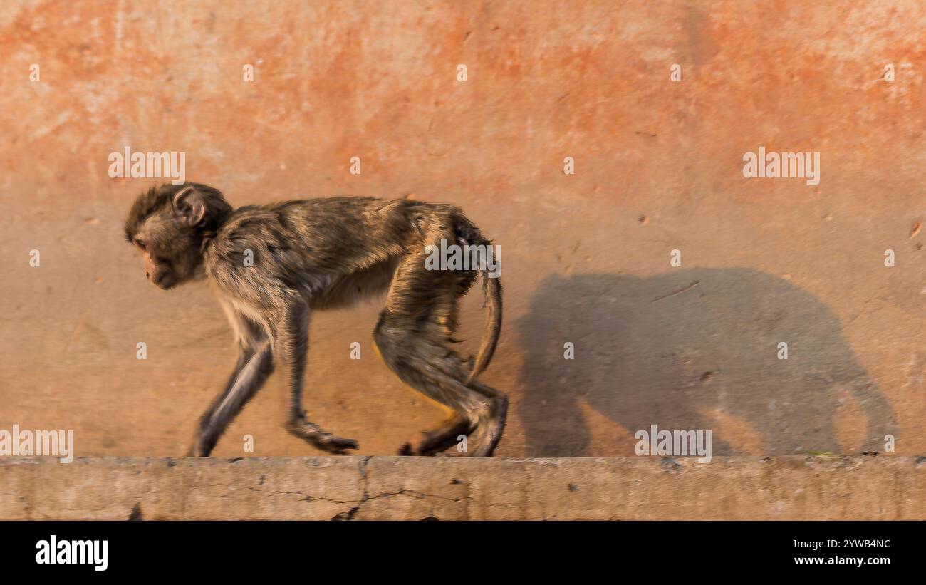 Affe, der auf eine Wand geht und einen Schatten in Elefantenform projiziert Stockfoto