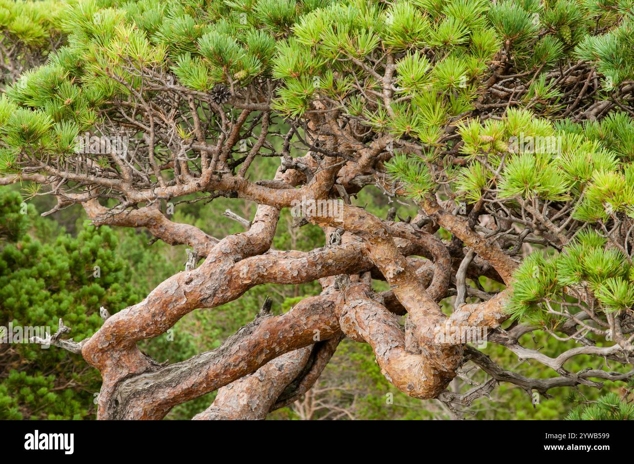 ELS Ports, Tarragona, Spanien - 23. Juli 2012: Kiefer (Pinus sylvatica) Bäume im Berg Caro in els Ports de Beseit, Spanien, geformt durch Wind und Wind Stockfoto