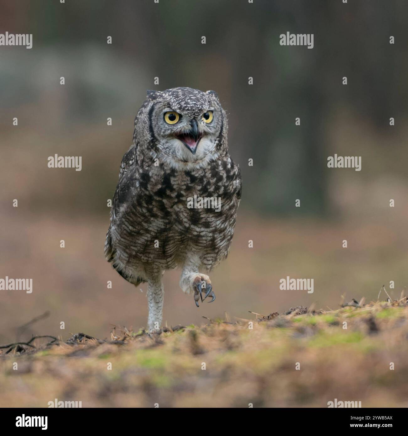 DATUM NICHT zu Fuß unterwegs ANGEGEBEN... Virginia-Uhu Bubo virginianus , lustiges Bild einer Eule, Eule läuft am Boden *** Owl, läuft auf dem Boden durch einen Kiefernwald, ruft, sieht wütend aus, lustige Frontalansicht. Große Horneule / Tigereule / Virginia-Uhu Bubo virginianus zu Fuß, auf dem Boden durch einen Kiefernwald zu laufen, ruft, sieht wütend aus, lustige Frontansicht. Wyoming Nordamerika, Vereinigte Staaten von Amerika Stockfoto