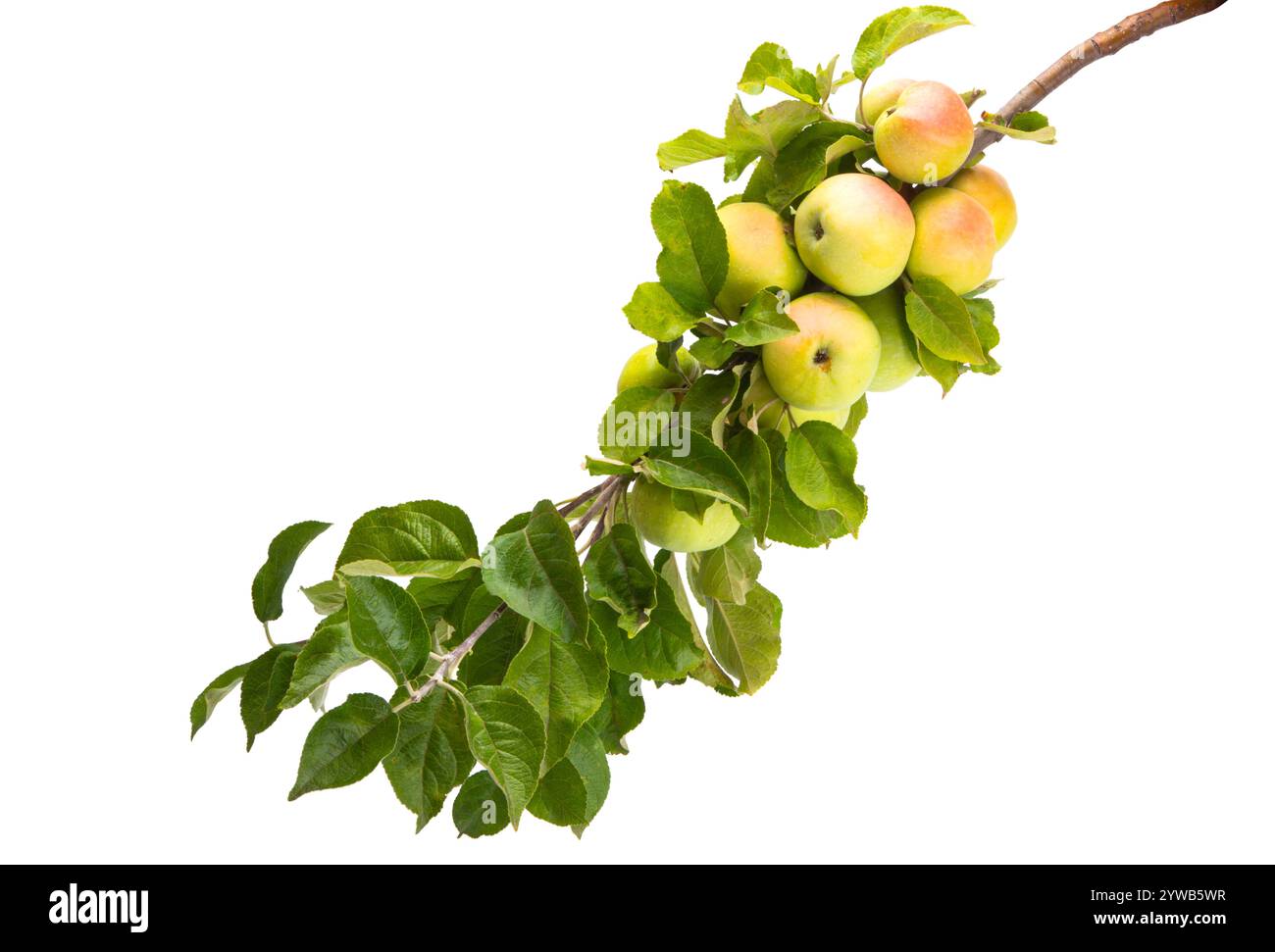 Zweig mit Äpfeln isoliert auf weißem Hintergrund Stockfoto