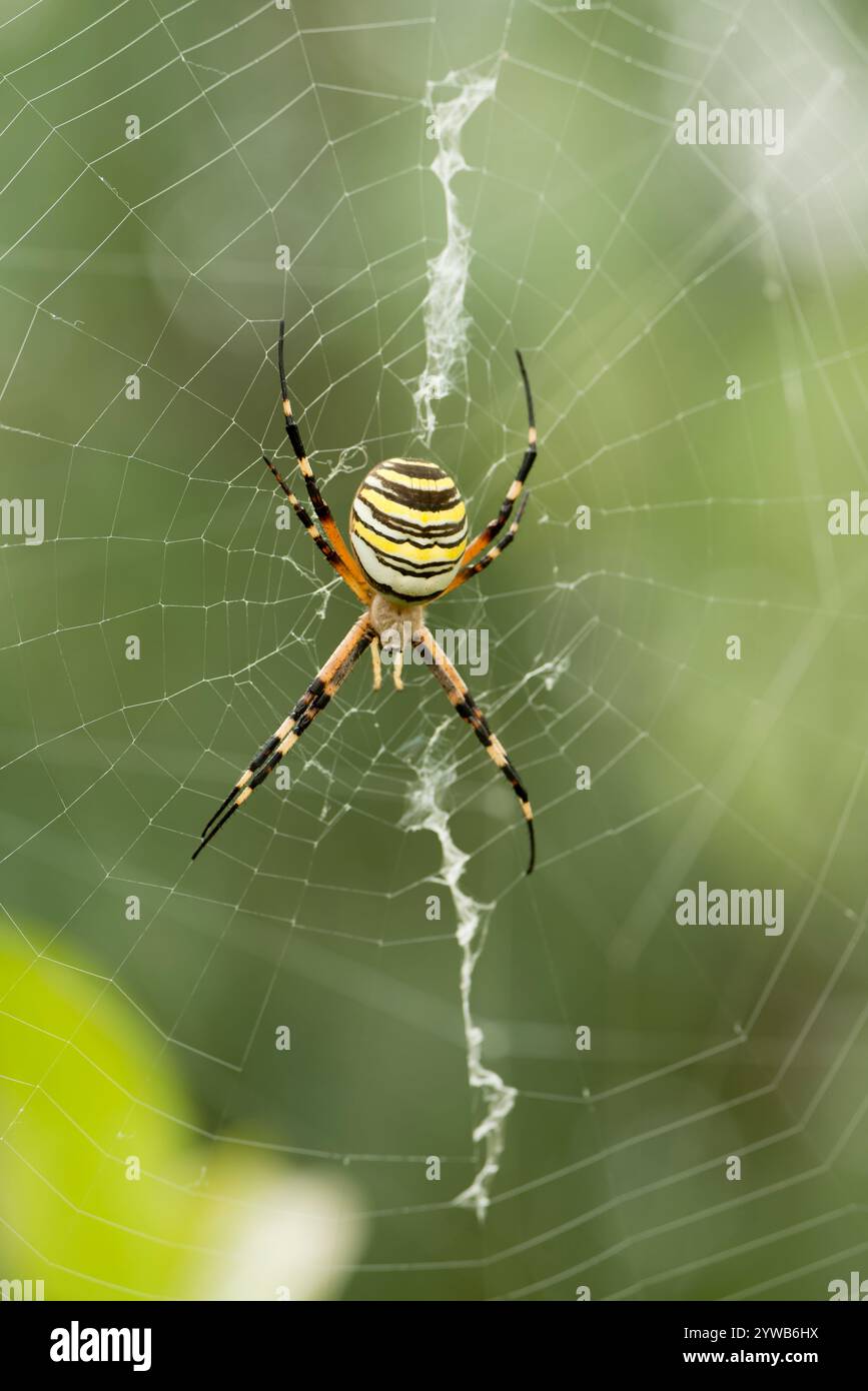 Wasp Spider (Argiope Bruennichi) in der Mitte des Spinngewebe wartet eine Beute zu verfangen, Spanien Stockfoto