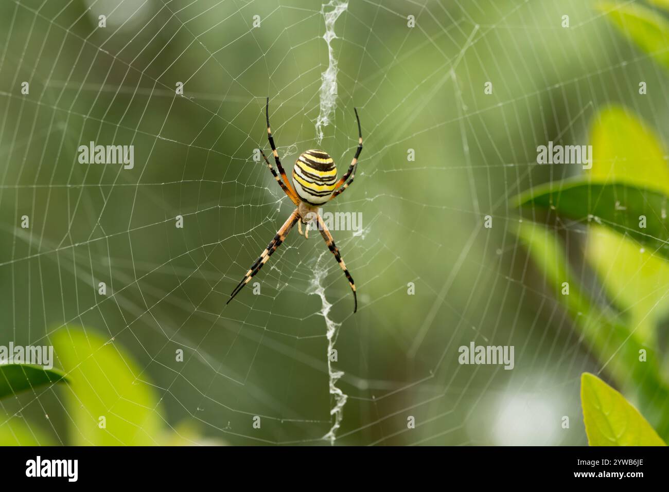 Wasp Spider (Argiope Bruennichi) in der Mitte des Spinngewebe wartet eine Beute zu verfangen, Spanien Stockfoto
