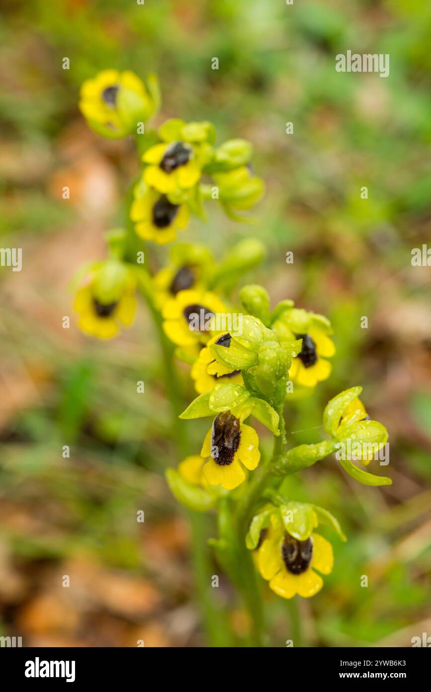 Gelbe Blumen Ophrys (Ophrys Lutea), Spanien Stockfoto