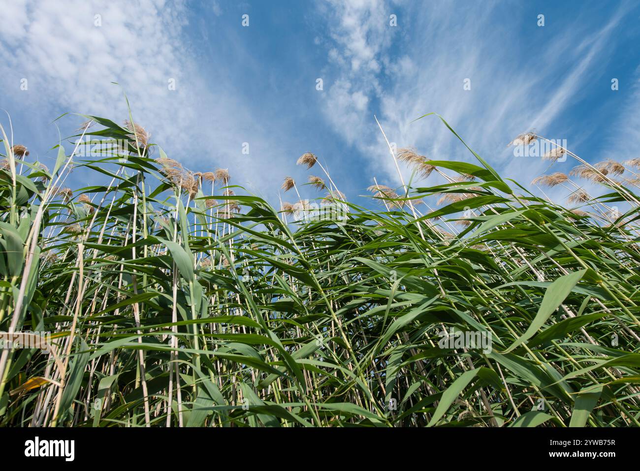Riesen Cane (Arundo donax), spanien Stockfoto