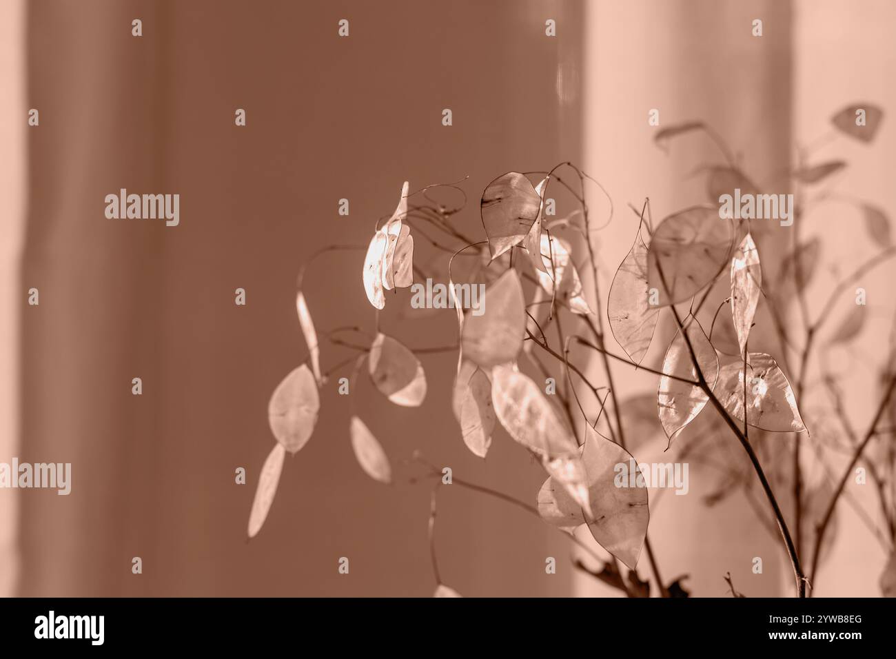 Nahaufnahme getrockneter, durchscheinender Blätter der Lunaria-Pflanze in sanfter, warmer Beleuchtung, die eine minimalistische und natürliche Komposition schafft. Selektiver Fokus. Demonstra Stockfoto