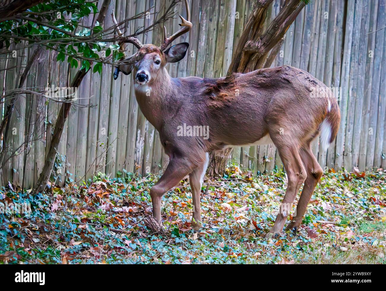 Verwundete männliche Hirsche 2 Stockfoto