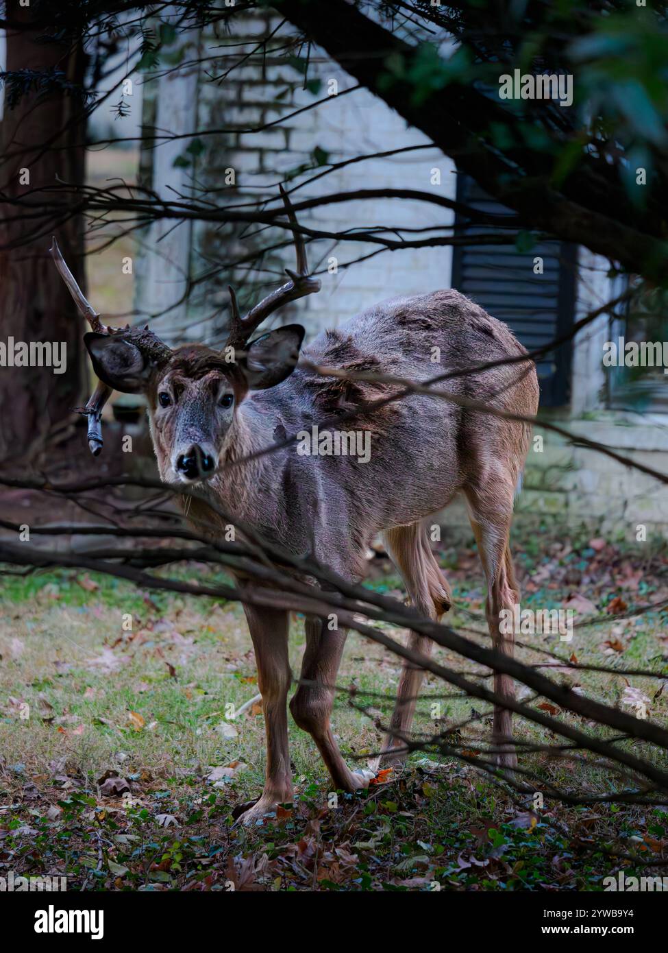 Verwundete männliche Hirsche 1 Stockfoto