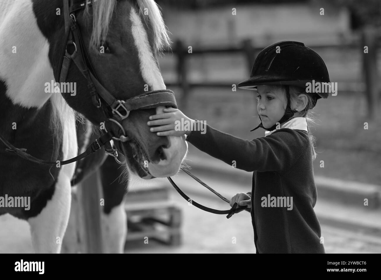 Das Mädchen reitet auf dem Pferd in einer Ausbildung Stockfoto