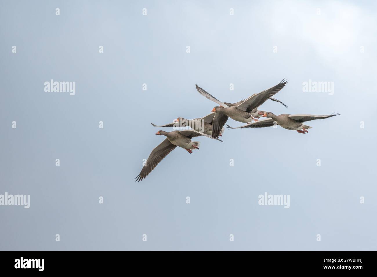 Eine Schar Gänse, die am Himmel fliegen. Die Vögel befinden sich in einer V-Formation, wobei die Bleigans vor den anderen fliegt. Der Himmel ist klar und blau, mit Stockfoto