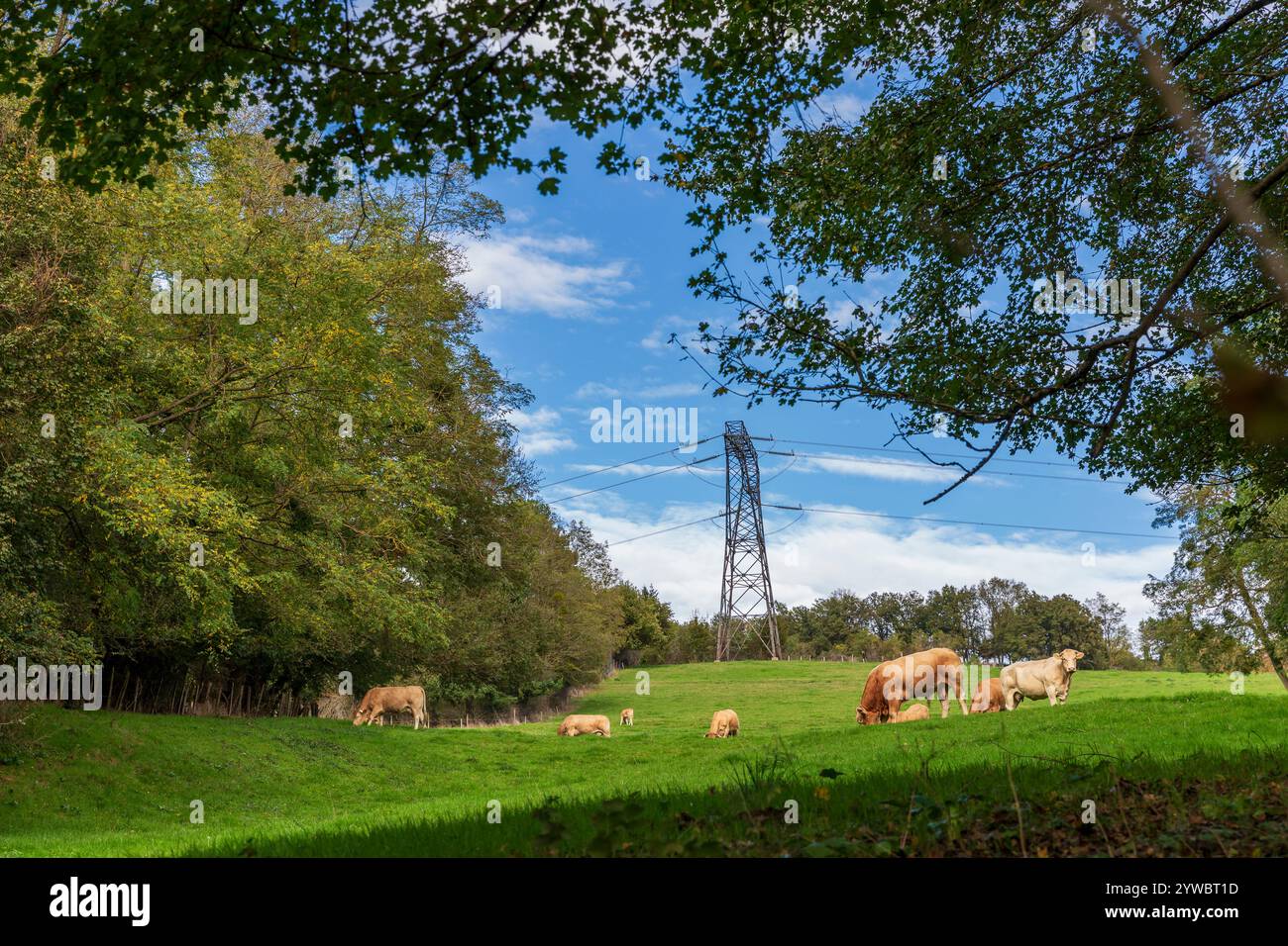 Kühe auf einer Wiese vor Hochspannungspylon in Frankreich. 225 kV Hochspannungsnetz. Stockfoto