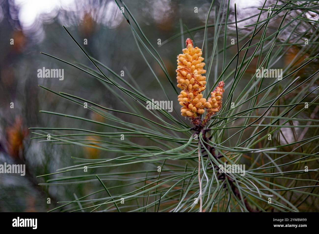 Pine Tree, Natur Close-up - 10. Dezember 2024: Eine lebhafte Makroansicht eines Kiefernzweigs mit männlichen Pollenzapfen, umgeben von nadelförmigen Stockfoto