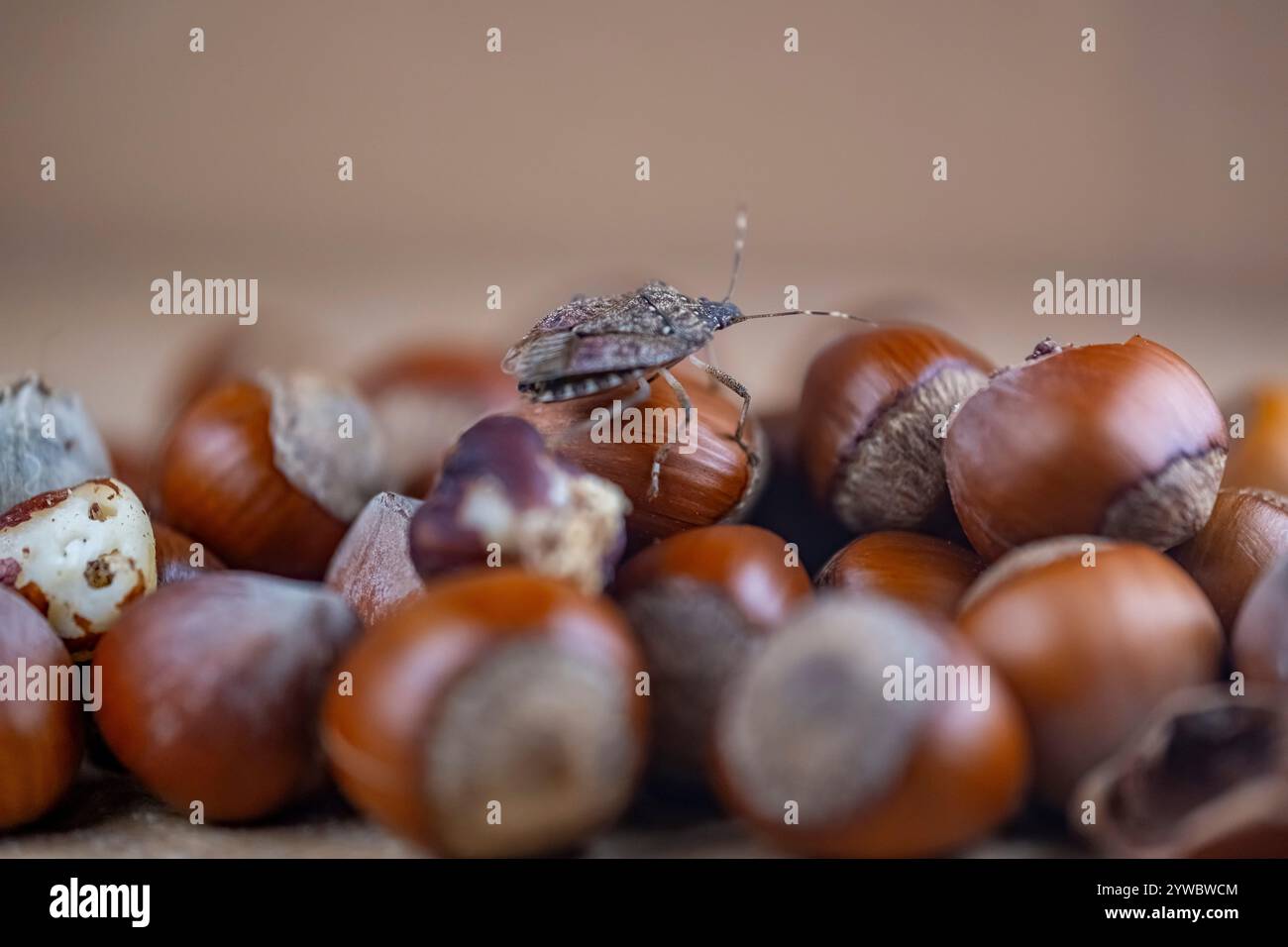 Ein Käfer ist auf einem Haufen Nüsse. Die Wanze ist braun und schwarz Stockfoto