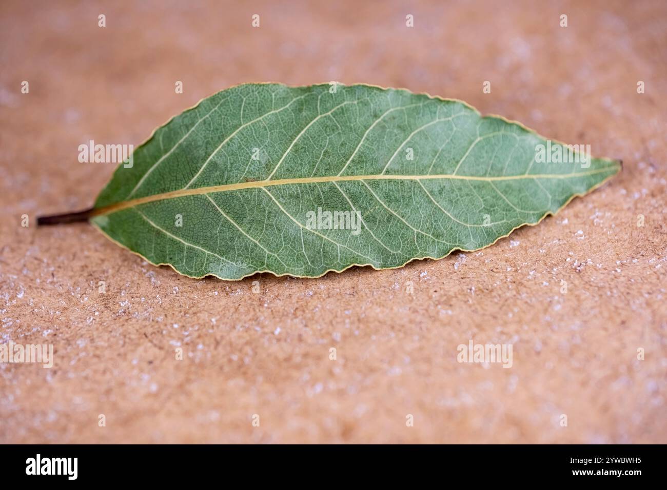 Ein Blatt eines Baumes liegt auf dem Boden. Das Blatt ist grün und hat einen bräunlichen Rand Stockfoto