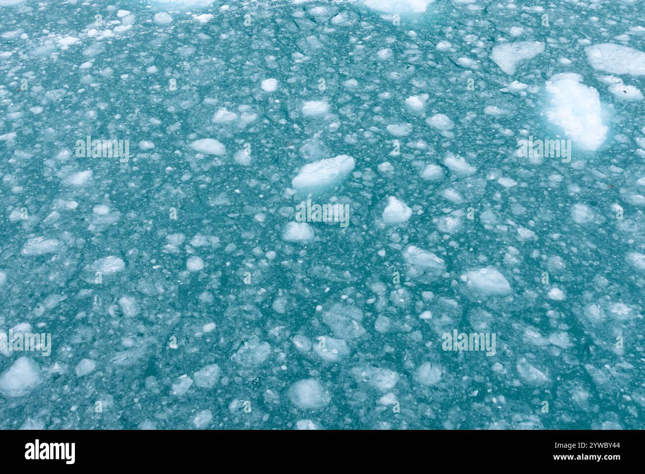 Grünliches Wasser mit kleinen Stückchen Treibeis. Skjoldungen Fjordsystem, Gemeinde Semersooq, südöstliches Grönland, Dänemark Stockfoto