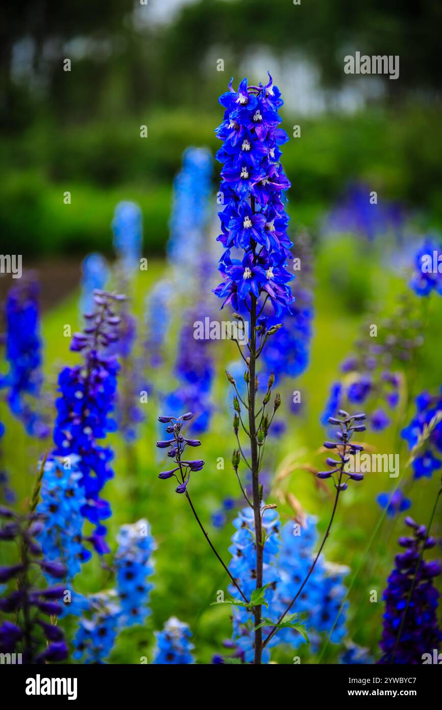 Ein wunderschönes Feld blauer Blumen mit einer einzigen blauen Blume im Vordergrund. Die Szene ist ruhig und ruhig, während die blauen Blumen ein s bilden Stockfoto
