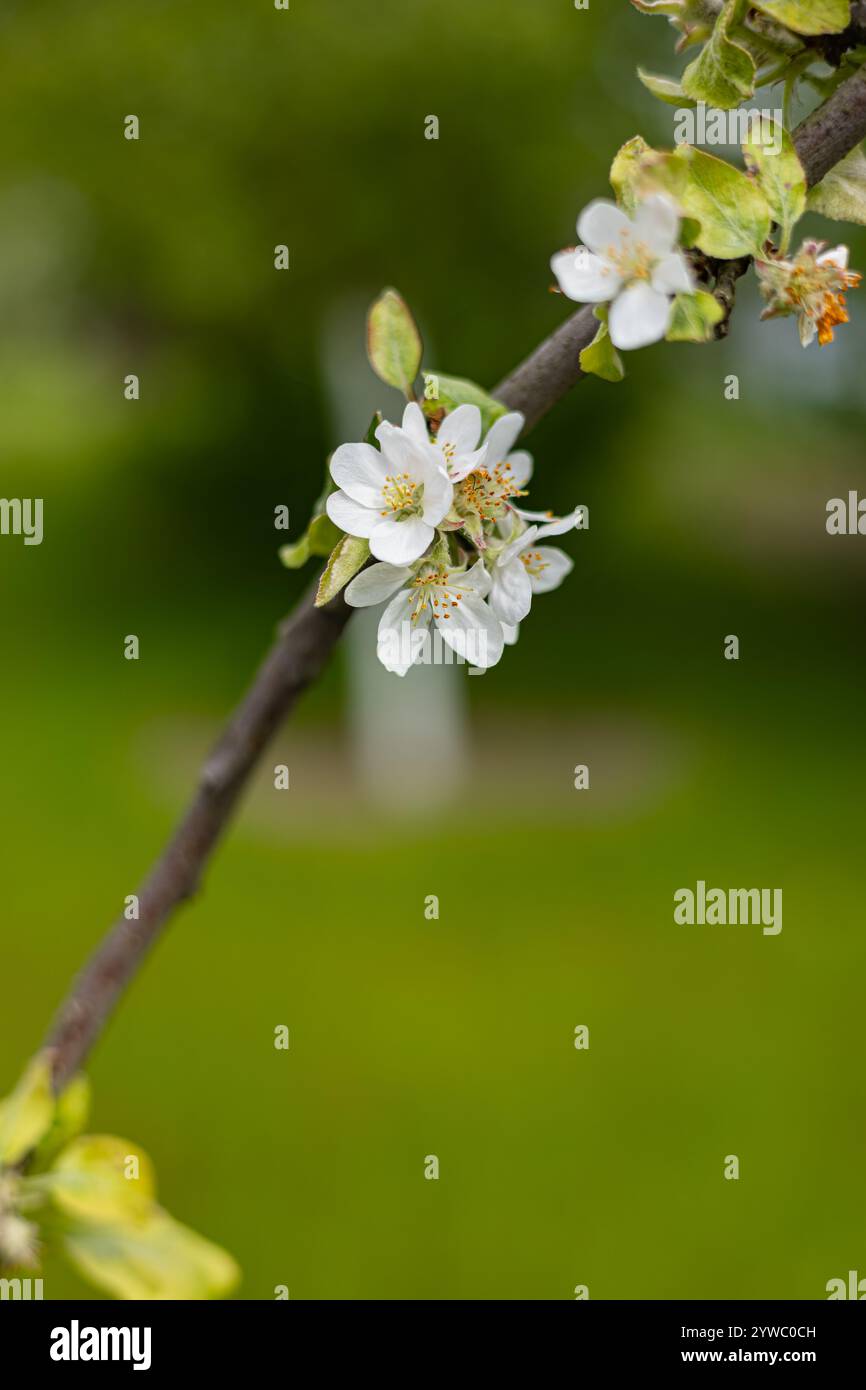 Nahaufnahme von zarten weißen Apfelblüten auf einem Zweig mit grünen Blättern vor einem lebhaften, verschwommenen Hintergrund. Frühlingserneuerung und Obstbaumblüte Stockfoto