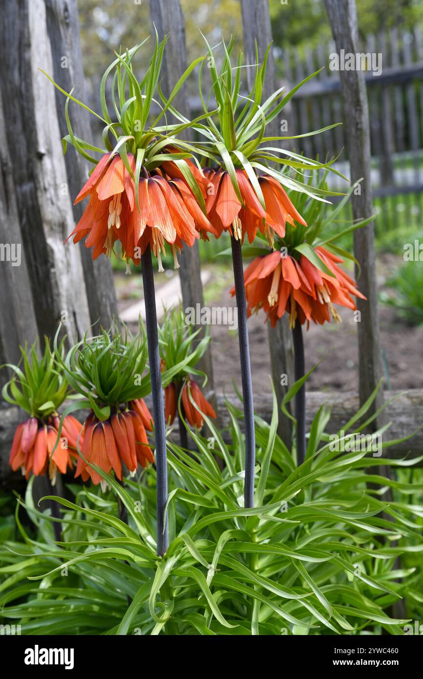 Crown Imperial Flowers im rustikalen Garten Stockfoto