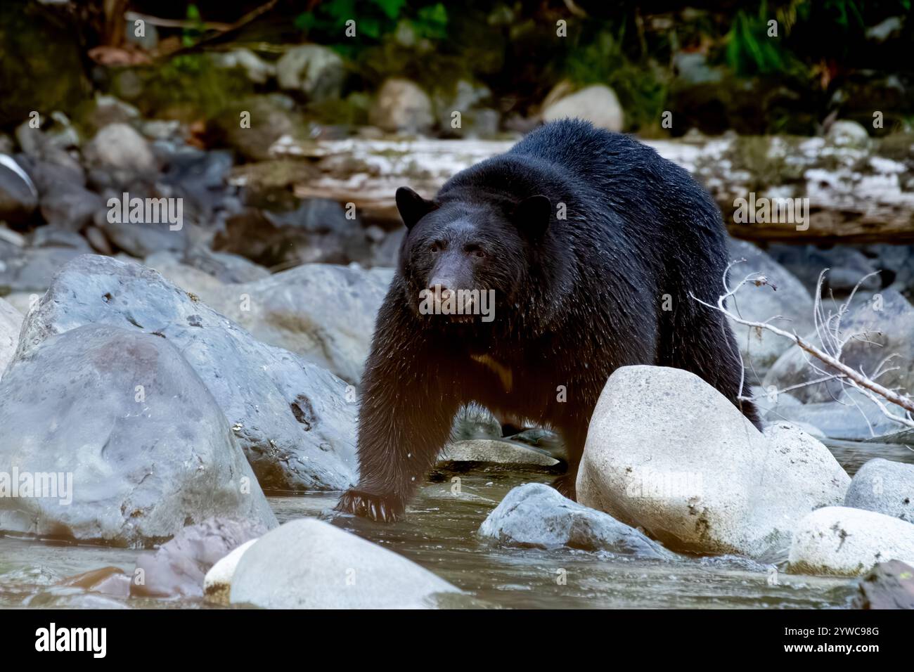 Black Bear steht auf Felsen in Stamp River, Vancouver Island, British Columbia, Kanada Stockfoto