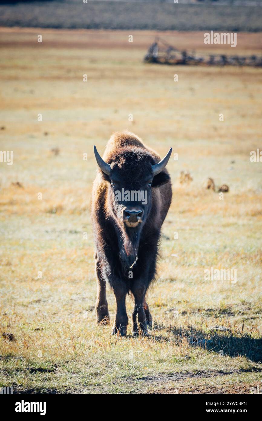 Bison auf der Prairie in Wyoming Stockfoto
