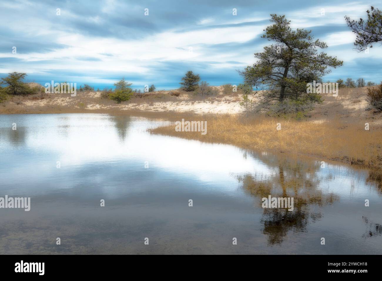 Der Teich reflektiert Jack Pines (Pinus banksiana), der im Hinterdunengebiet des Ludington State Park in der Nähe von Ludington, Michigan, USA, gefunden wurde. Stockfoto