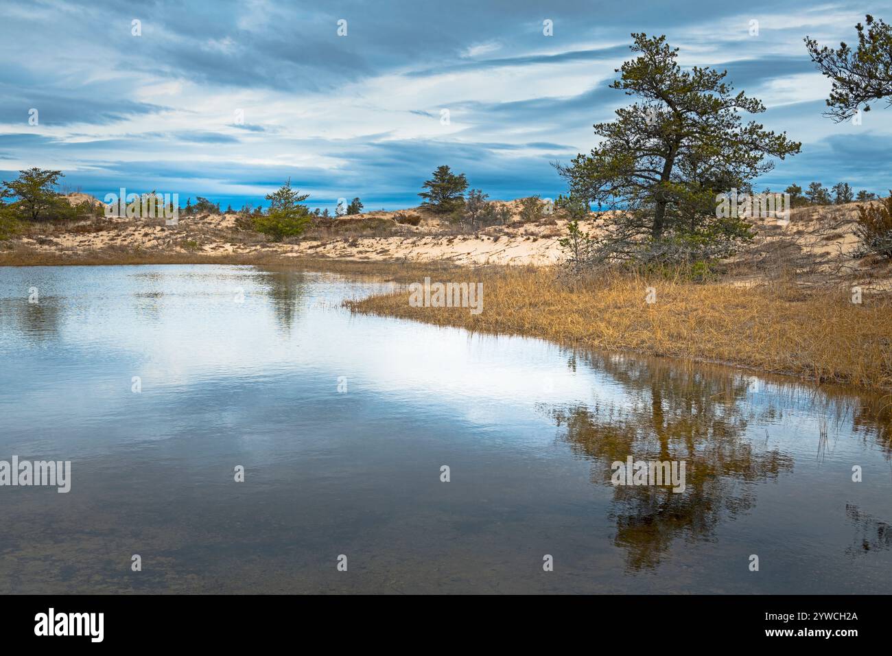 Der Teich reflektiert Jack Pines (Pinus banksiana), der im Hinterdunengebiet des Ludington State Park in der Nähe von Ludington, Michigan, USA, gefunden wurde. Stockfoto