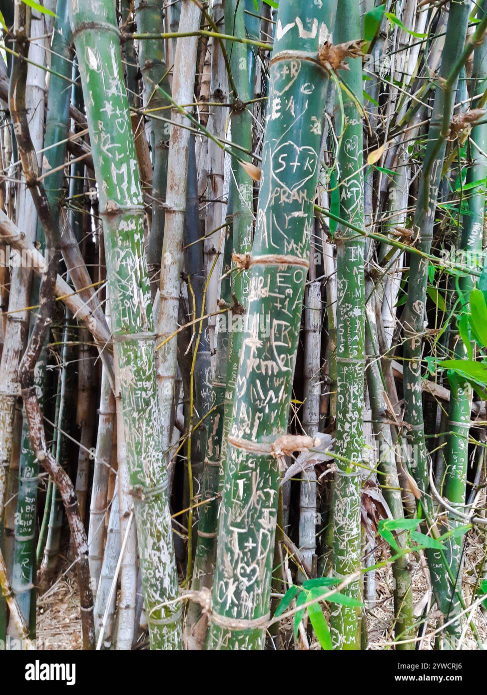 Bambusrohr mit Graffiti. Grove nahe dem menschlichen Leben. Markierungen machen. Graffiti. Gravuren an Pflanzen. Alt und neu. Umweltauswirkungen der Menschheit. Stockfoto