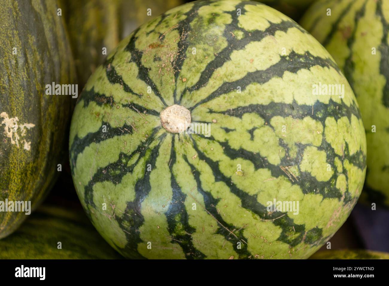 Köstliche tropische Früchte genannt Wassermelonen. Rote Früchte mit süßem Geschmack. Stockfoto